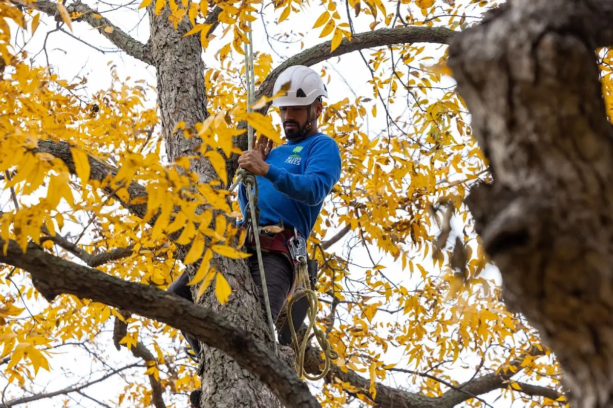 Skilled Storm Damage Cleanup crew working in Aniak