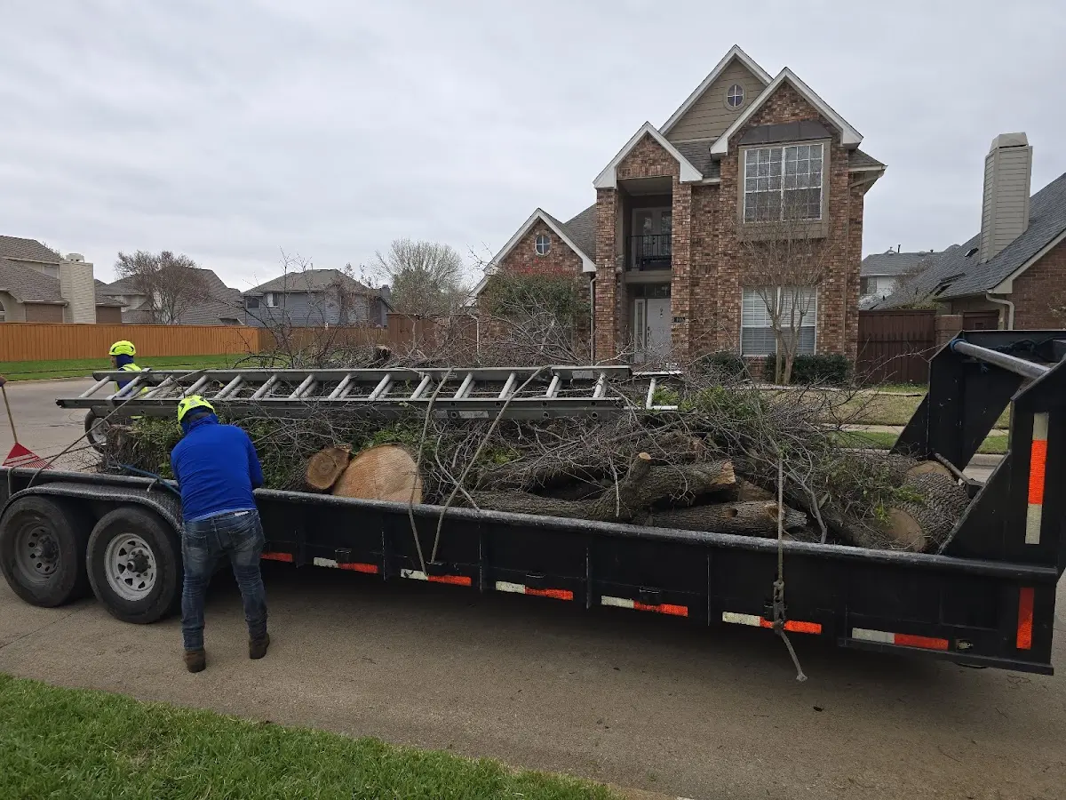 Expert Tree Removal with proper safety equipment in Aniak